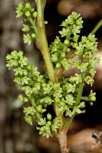 Toxicodendron pubescens #16